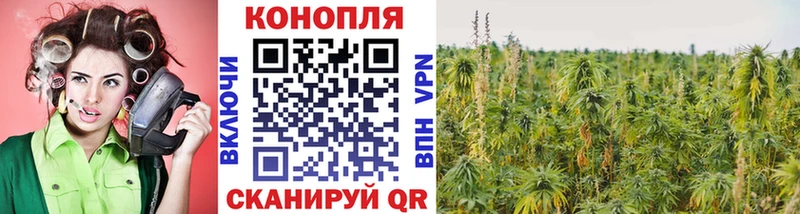 Каннабис OG Kush Гаджиево